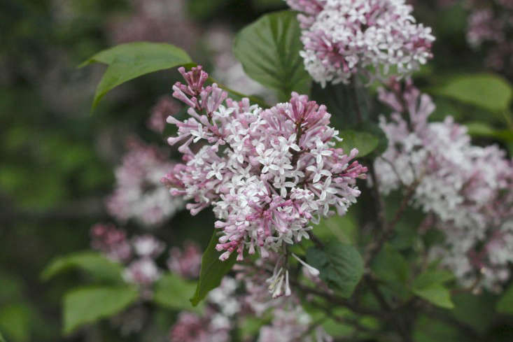 Syringa pubescens 